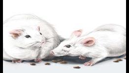 New tool identifies novel compound targeting causes of type 2 diabetes