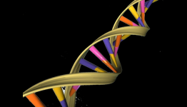 Expanding the DNA alphabet: ‘Extra’ DNA base found to be stable in mammals