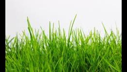 Top 5: Grass in Gaming