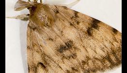 Asian gypsy moths almost delayed Disney Infinity 2.0