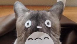 An Easy Way To Turn Your Cat into Totoro