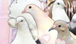 Bonus ‘Hatoful Boyfriend’ Content Coming as Free Update for PC Owners