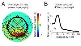 Perceive this: The human brain controls alpha-band oscillation phase to effect temporal predictions