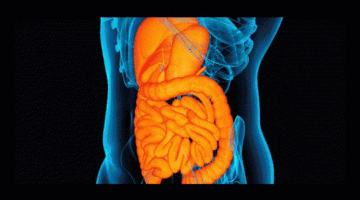 Study describes red meat’s cancer-causing mechanism in the colon