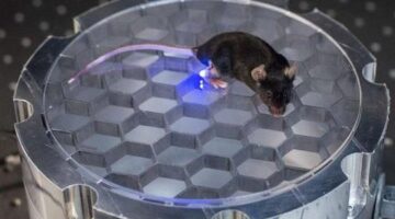 Engineers develop a wireless, implantable device to stimulate nerves in mice