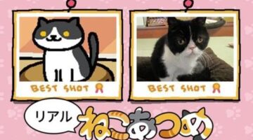 Watch 11 hours of cats being adorable to celebrate the best cat game on the planet