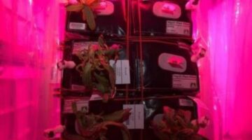 Space Fungus: Mold Attacks Space Station Plants
