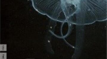 Z-Trigger: The Preservation Problem