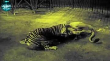 Tiger attack lion.wild animals attack.pitbull attack tiger. pit bull attack lion.animals fights