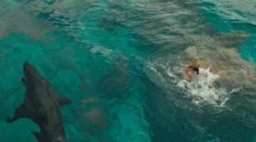 The Daily Rotation – The Shallows Review