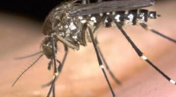 The FDA Just Greenlit Releasing Mutant Zika-killing Mosquitoes in Florida