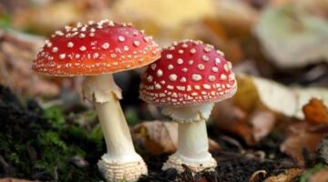 The Next Leather Jacket Will Be Made From Mushrooms