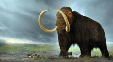 De-extinction: Revive & Restore aims to resurrect lost animals