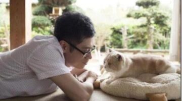 Neko Atsume Is Getting A Live-Action Movie In Japan In 2017