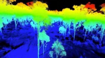 A walk through a laser-scanned forest