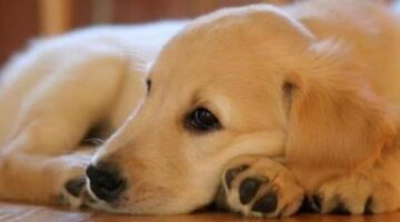 Top 10 Best Dog Toothpaste Reviews 2017