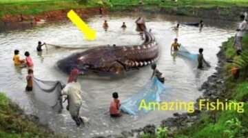 Fishing Trap For 2017| Fish, Crab and Small shrimps | Fishing Tips in Cambodia
