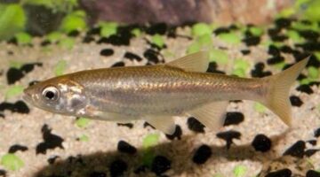 A Portuguese Fish Can Clone Itself
