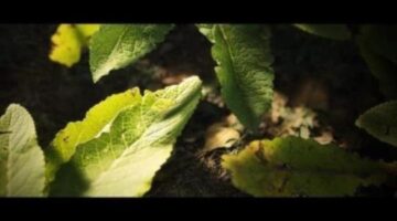 Crytek’s Senior Cinematic Artist experiments with photorealistic textures in CRYENGINE