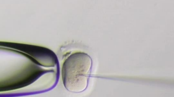 First Human Embryos Edited In U.S., Using CRISPR