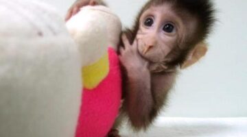 In A Scientific First, Cloned Monkeys Are Born – Will They Accelerate Biomedical Research?