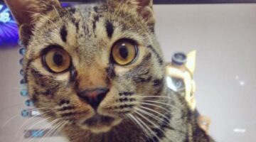 Animals reacting to Monster Hunt World’s Palico are adorable and hilarious