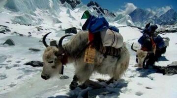 Everest Base Camp Trek