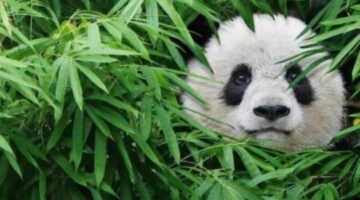 ‘Pandas’ Review | The Reel Roundup
