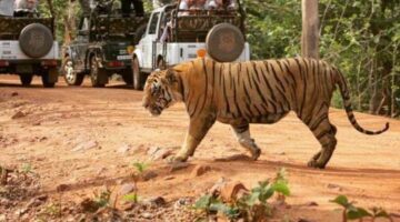 Jim Corbett Safari