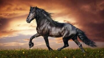 Press X to Podcast Episode 16 – Amazing Horse “Physics”