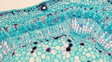 Robots Generate Mini-Organs From Human Stem Cells