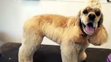 Dog Hair Cuts in Frisco
