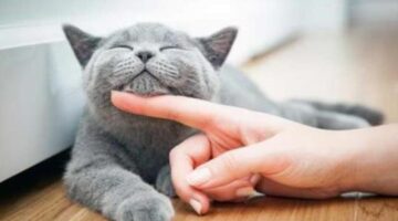 most beautiful cat