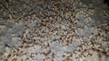 How To Grow Magic Mushrooms: Indoors | Buy Magic Mushrooms Canada | Trippy Mushrooms
