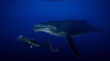 Beyond Blue Review – A Relaxing Deep Dive Into the Ocean | COGconnected