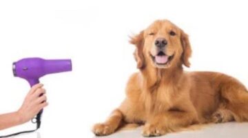 Dog Grooming : Ultimate Guide To Get You Started