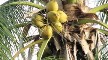 Coconut Exporters in Sri Lanka- CORD360