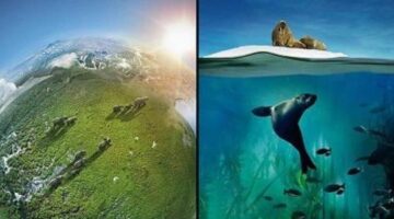 Amazon Slashes 51% Off On Planet Earth II/ Blue Planet II 4K UHD Set