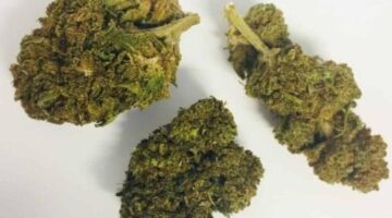 CBD Buds | CBD Buds with online premium | Buy CBD Buds