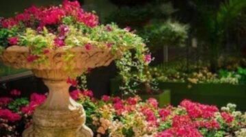 World of Plants – The Human world cannot survive without plants
