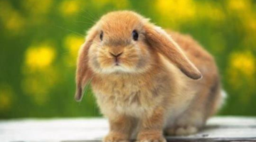 The nine best bunnies from your favourite games
