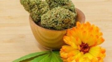 Oregon CBD Flower