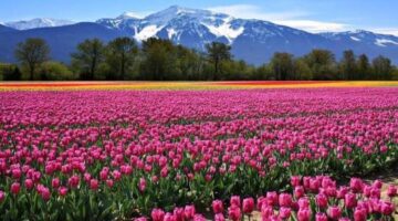 Famous Valleys In India