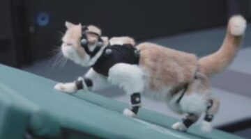 Black Myth: Wukong – Comedy Trailer Shows Off Purposely Glitchy Gameplay and Lots of Cats