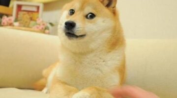 Elon Musk replaces Twitter logo with Dogecoin: Read to know full story