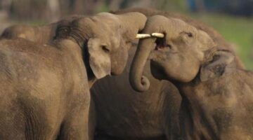 Secrets of the Elephants Review – Natalie Portman | Leisurebyte