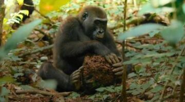 Big Beasts Episode 3 to 4 Review: Evading the Bigger Dangers | Leisurebyte