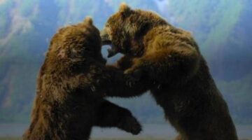 Big Beasts Episode 5 to 6 Review: Majestic Wildlife Series Plays It Safe | Leisurebyte