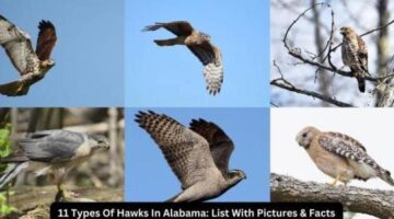 11 Types Of Hawks In Alabama: List With Pictures & Facts