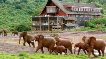 Kenya Migration Safari
